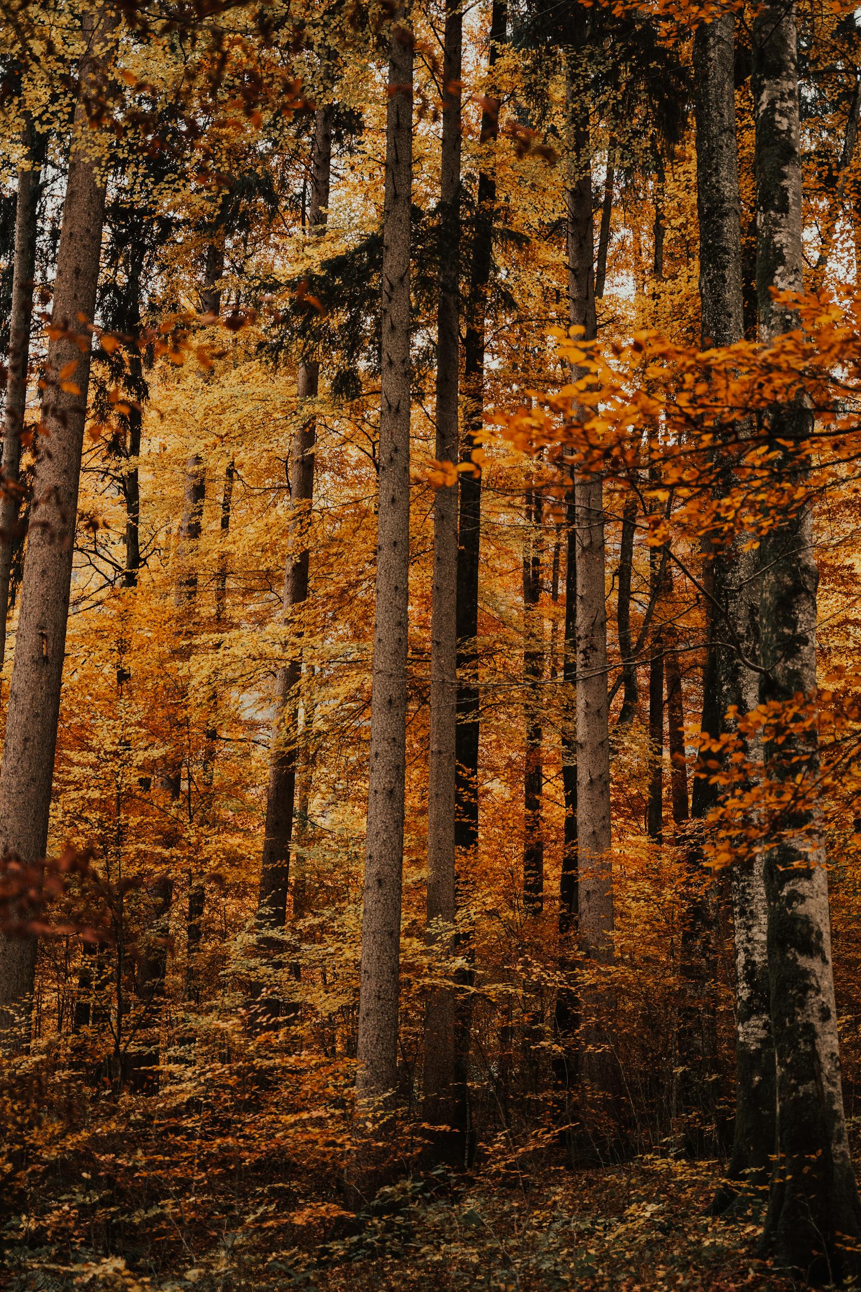 Photo of Tall Trees with Orange Leaves